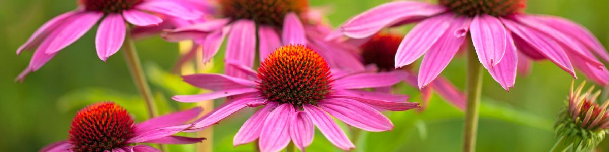 Quelles plantes pour renforcer votre immunité naturellement ?
