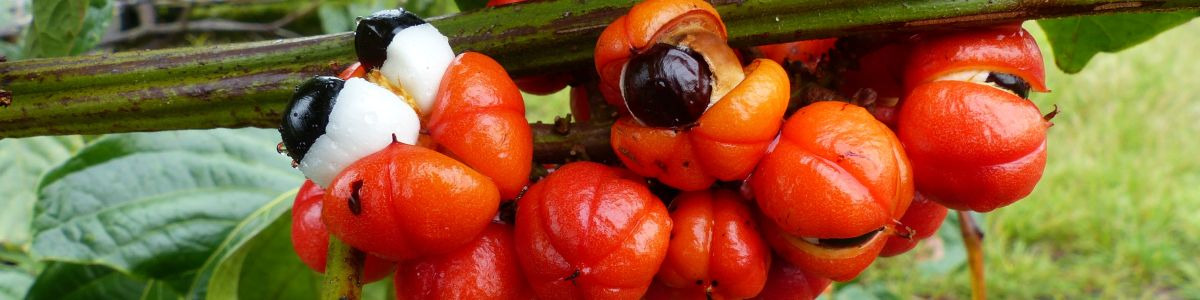 Booster sa vitalité avec le guarana